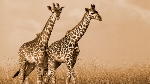 Crowne Plaza Hotel Riyadh Minhal image 15